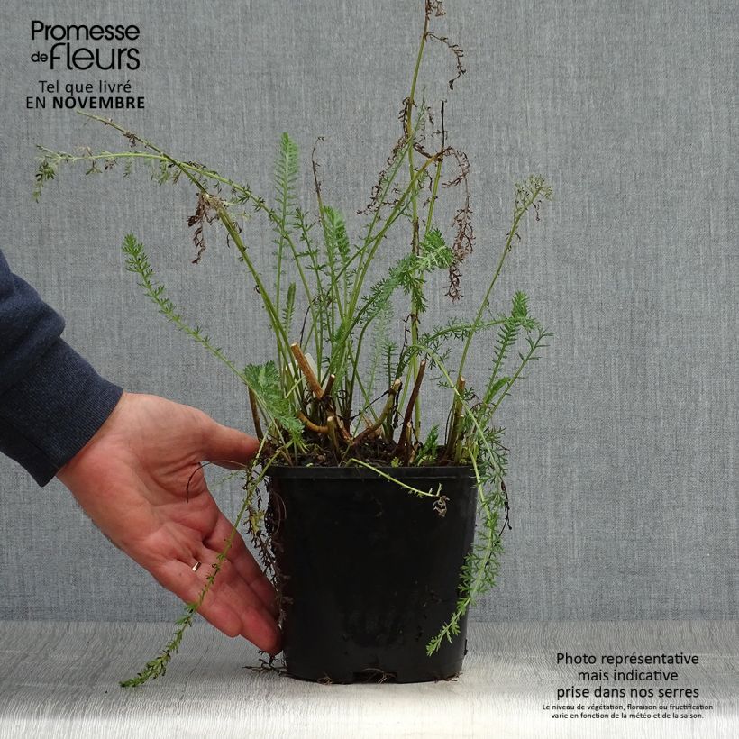 Exemplar von Achillea millefolium Terracotta - Gemeine Schafgarbe Topf mit 2L/3L wie im Herbst geliefert