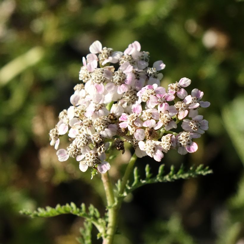 Achillea millefolium Wonderful Wampee - Gemeine Schafgarbe (Blüte)