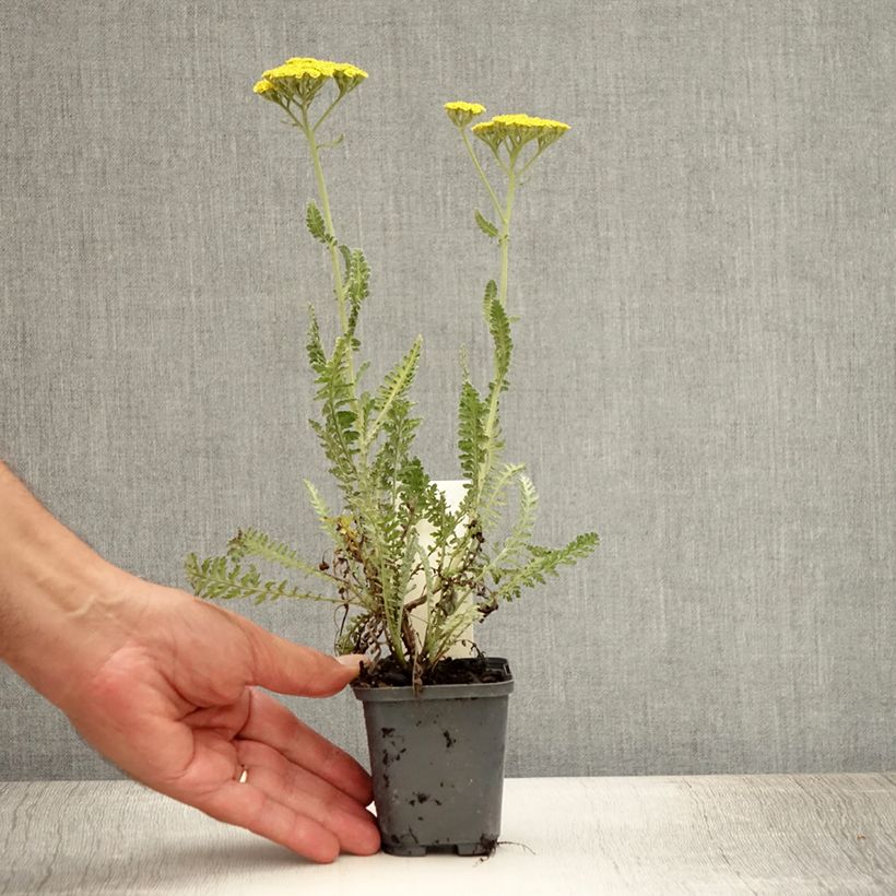 Exemplar von Achillea Moonshine - Filzige Schafgarbe Kleine Töpfe von 8/9 cm wie im Sommer geliefert