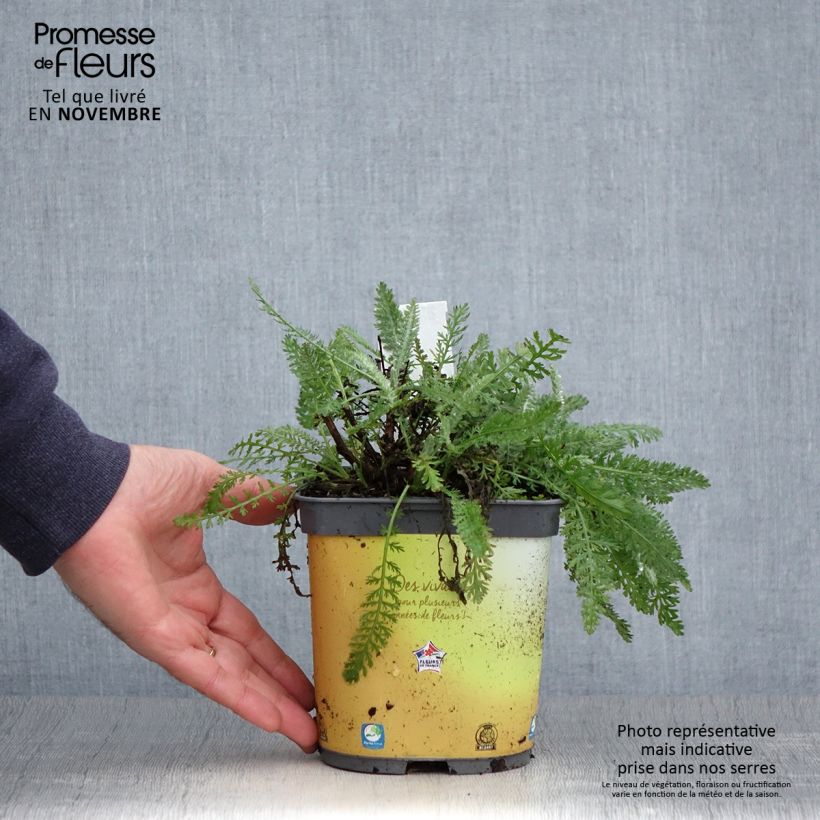 Exemplar von Achillea Moonshine - Filzige Schafgarbe Topf mit 2L/3L wie im Herbst geliefert