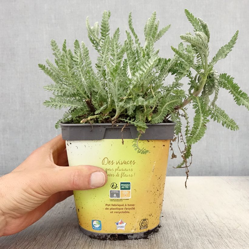 Exemplar von Achillea Moonshine - Filzige Schafgarbe Topf mit 2L/3L wie im Frühjahr geliefert
