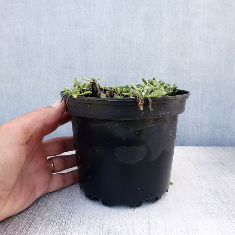 Exemplar von Achillea tomentosa - Filzige Schafgarbe Topf mit 2L/3L wie im Sommer geliefert