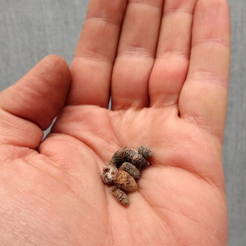 Exemplar von Achimenes White - Schiefteller Zwiebel Kaliber/Größe I wie im Frühjahr geliefert