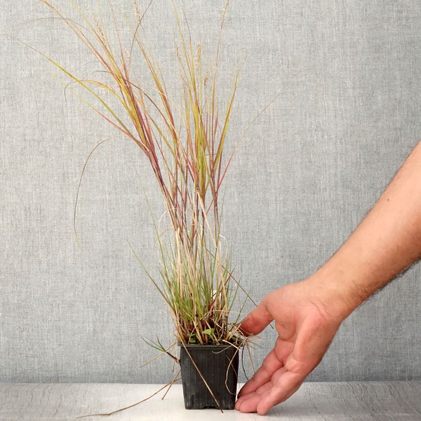 Exemplar von Stipa calamagrostis Allgäu - Federgras Kleine Töpfe von 8/9 cm wie im Sommer geliefert