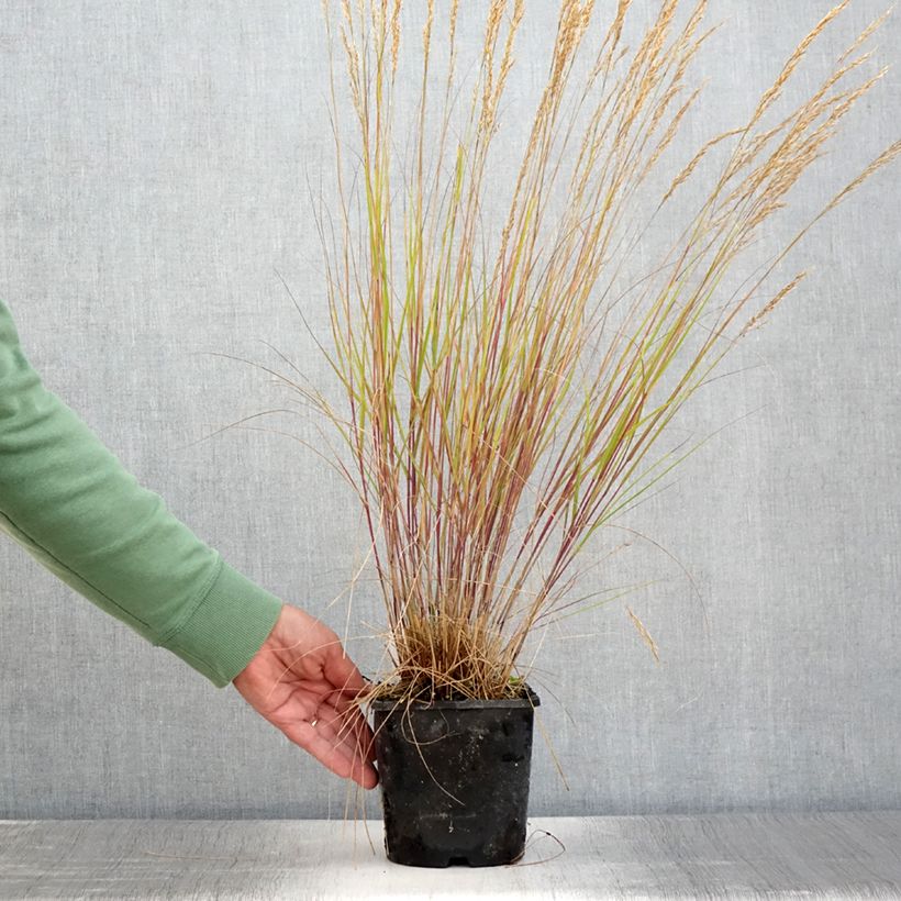 Exemplar von Stipa calamagrostis Allgäu - Federgras Topf mit 1,5L/2L wie im Sommer geliefert