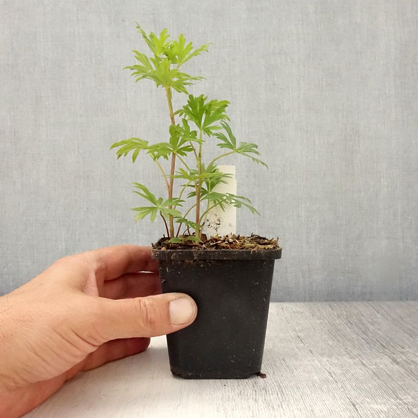 Exemplar von Aconitum henryi Spark s Variety - Eisenhut Kleine Töpfe von 8/9 cm wie im Sommer geliefert