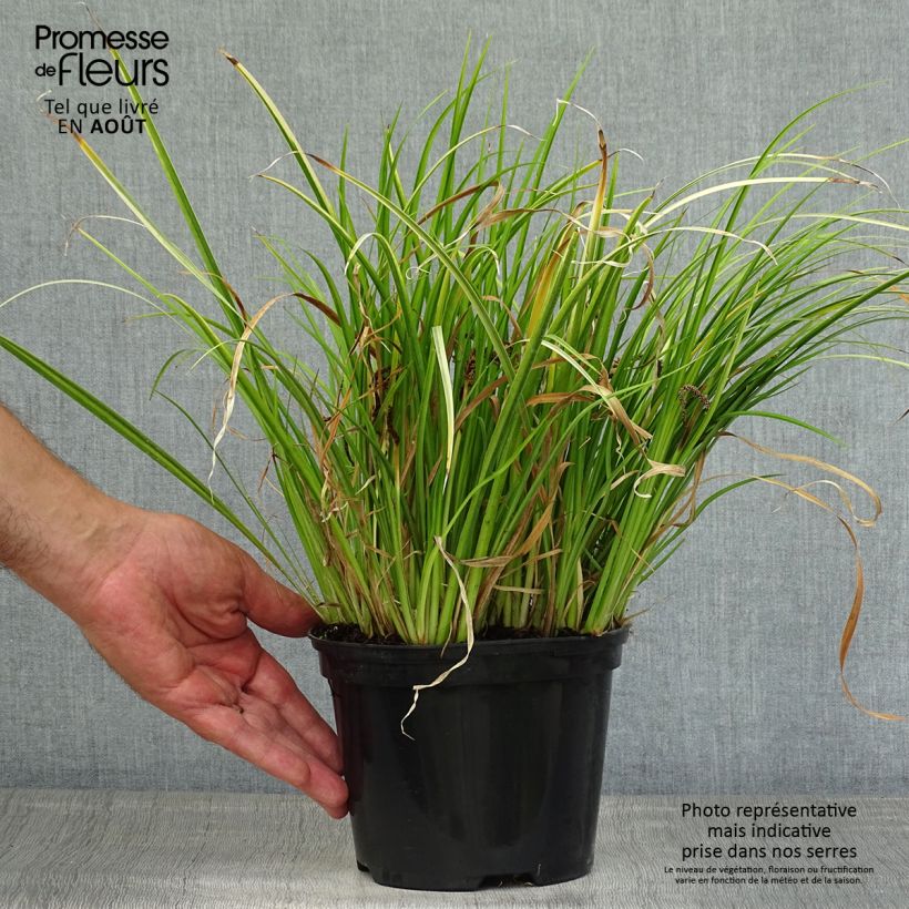 Exemplar von Acorus gramineus Ogon - Gras-Kalmus Topf mit 2L/3L wie im Sommer geliefert