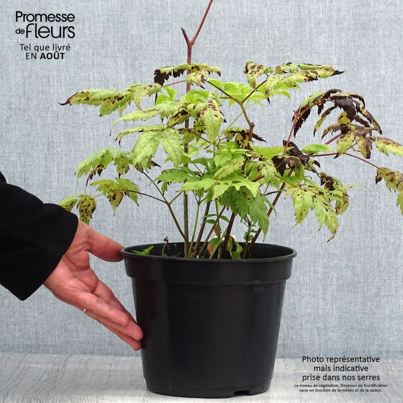 Exemplar von Actaea pachypoda Misty Blue - Weißfruchtiges Christophskraut Topf mit 3L/4L wie im Sommer geliefert