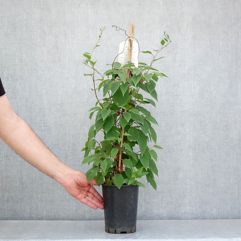 Exemplar von Actinidia kolomikta Red Beauty - Kiwi d'ornement femelle Topf mit 2L/3L wie im Frühjahr geliefert