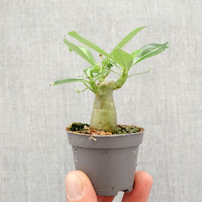 Exemplar von Adenium obesum - Wüstenrose Mini-plante wie im Frühjahr geliefert