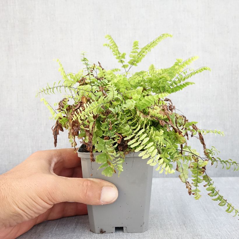 Exemplar von Adiantum pedatum - Hufeisenfarn Kleine Töpfe von 8/9 cm wie im Sommer geliefert