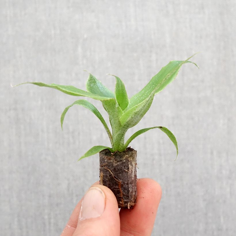 Exemplar von Aechmea tayoensis - Lanzenrosette Plug 5 cm x 7 cm wie im Frühjahr geliefert