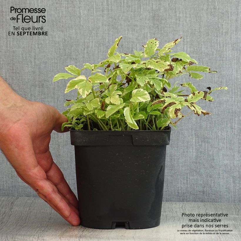 Exemplar von Aegopodium podagaria Variegata - Giersch Topf mit 2L/3L wie im Sommer geliefert