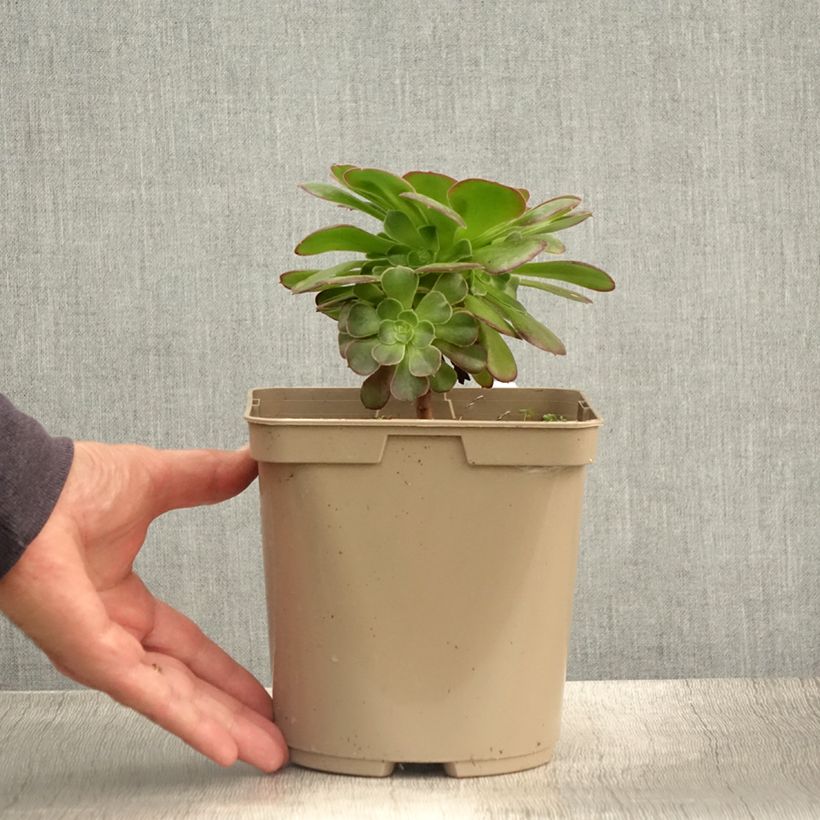 Exemplar von Aeonium arboreum Garnet - Aeonium en arbre Pot de 3L/4L wie im Sommer geliefert