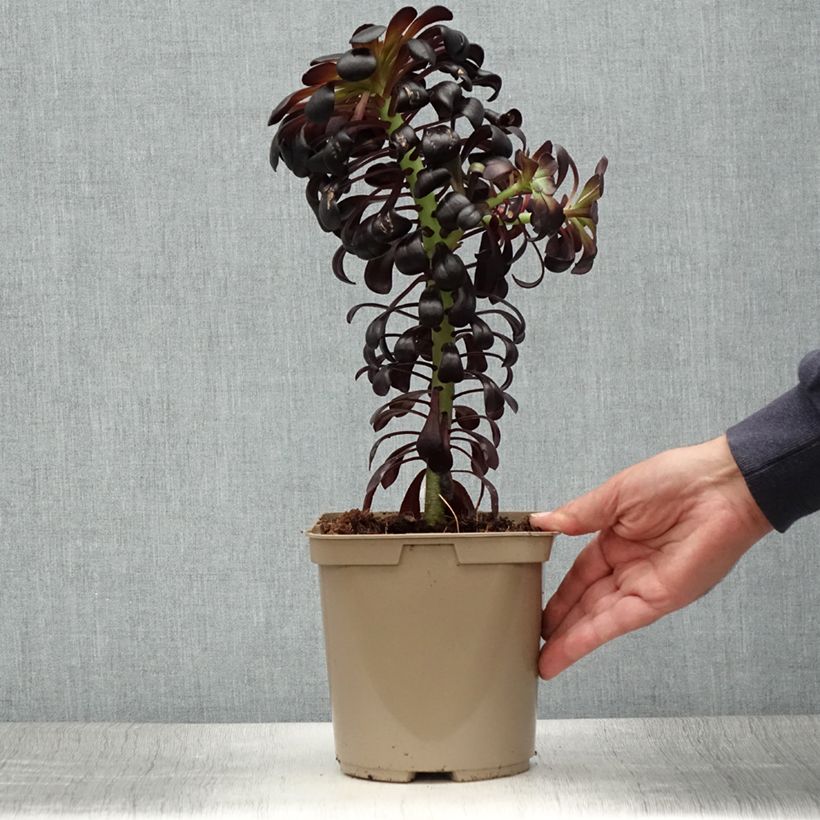 Exemplar von Aeonium arboreum var. atropurpureum Schwarzkopf Topf mit 3L/4L wie im Sommer geliefert