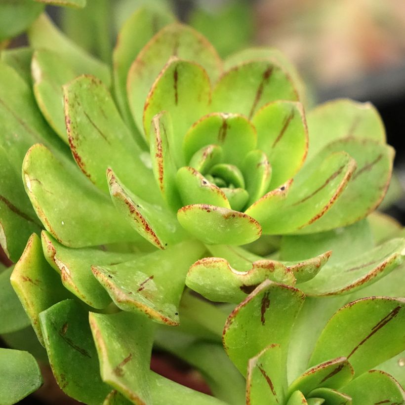 Aeonium Bronze Medal (Laub)