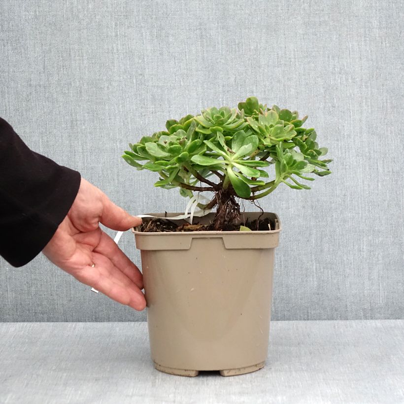 Exemplar von Aeonium Bronze Medal - Pot de 3L/4L wie im Frühjahr geliefert