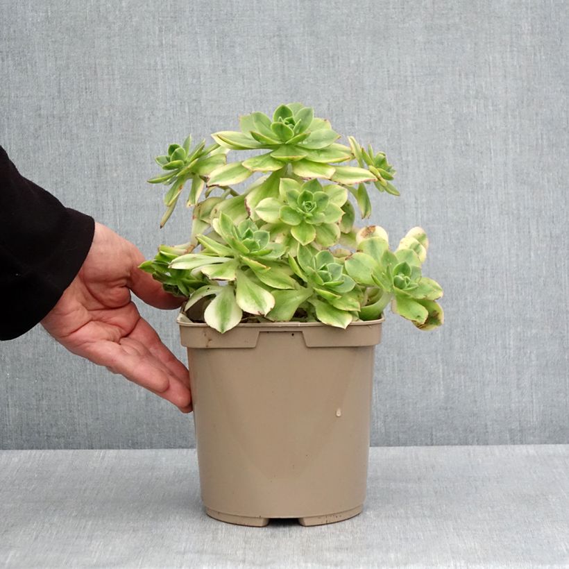Exemplar von Aeonium Floresens - Pot de 3L/4L wie im Frühjahr geliefert