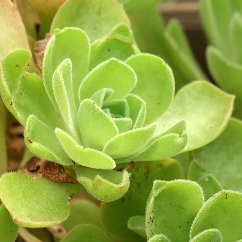 Aeonium Goblin (Laub)