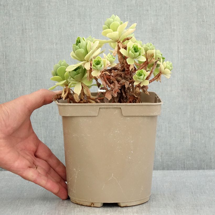 Exemplar von Aeonium Goblin Topf mit 3L/4L wie im Sommer geliefert