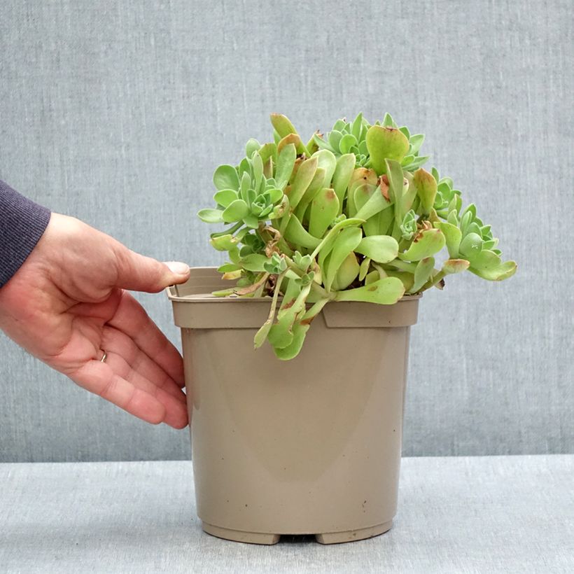Exemplar von Aeonium Goblin - Pot de 3L/4L wie im Frühjahr geliefert