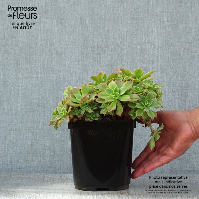 Exemplar von Aeonium leucoblepharum Topf mit 3L/4L wie im Sommer geliefert