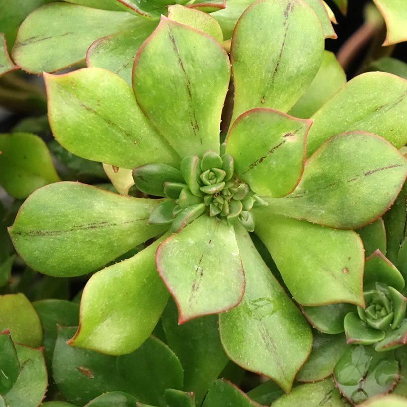 Aeonium Mary Ann Kunkel (Laub)