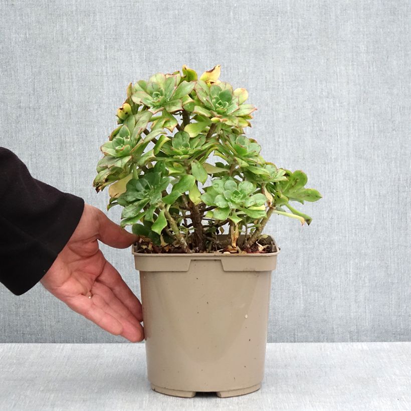 Exemplar von Aeonium Mary Ann Kunkel Pot de 3L/4L wie im Frühjahr geliefert