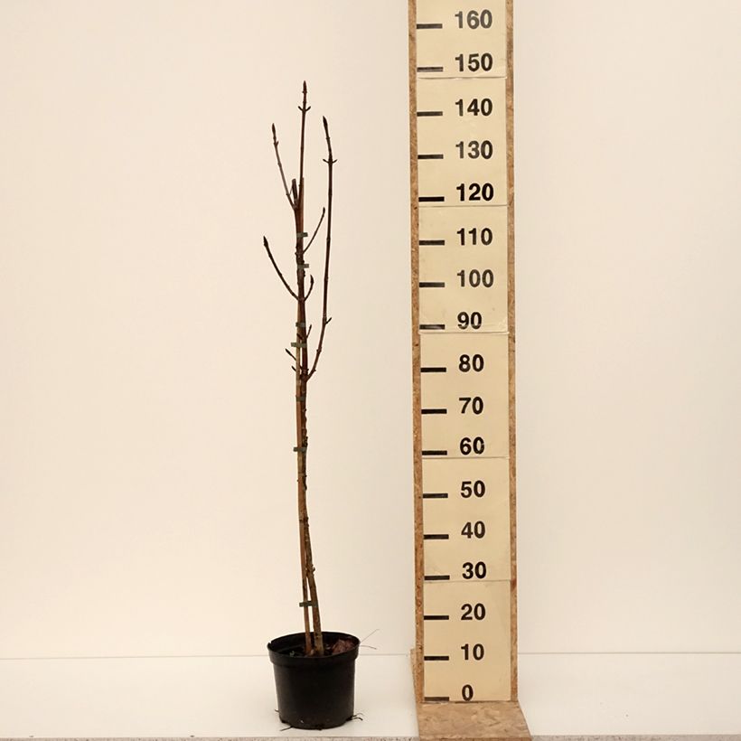 Exemplar von Gewöhnliche Rosskastanie Digitata - Aesculus hippocastanum Topf mit 4L/5LGelieferte Höhe ca. 160/180cm wie im Winter geliefert