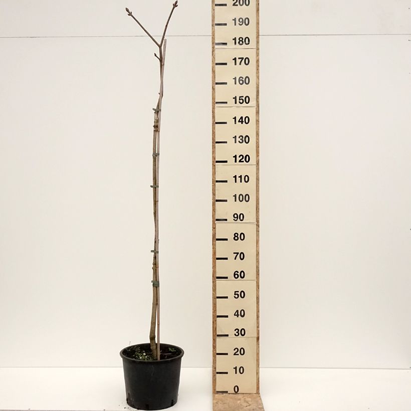 Exemplar von Aesculus flava - Gelbe Rosskastanie Topf mit 20L/25LGelieferte Höhe ca. 150/+cm wie im Winter geliefert