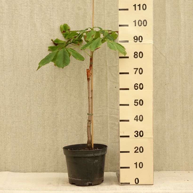 Exemplar von Gewöhnliche Rosskastanie Hampton Court Gold - Aesculus hippocastanum Topf mit 4L/5LGelieferte Höhe ca. 160/180cm wie im Sommer geliefert