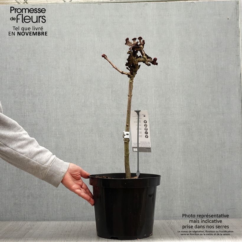 Exemplar von Gewöhnliche Rosskastanie Monstrosa - Aesculus hippocastanum Topf mit 7,5L/10L wie im Herbst geliefert