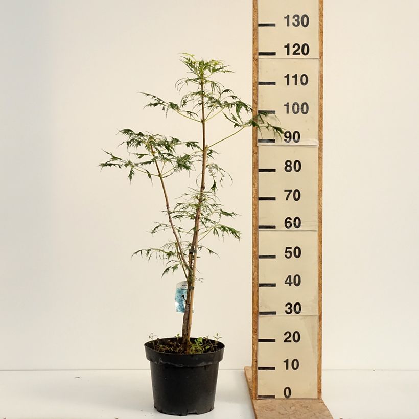 Exemplar von Gewöhnliche Rosskastanie Laciniata - Aesculus hippocastanum Topf mit 7,5L/10L wie im Sommer geliefert