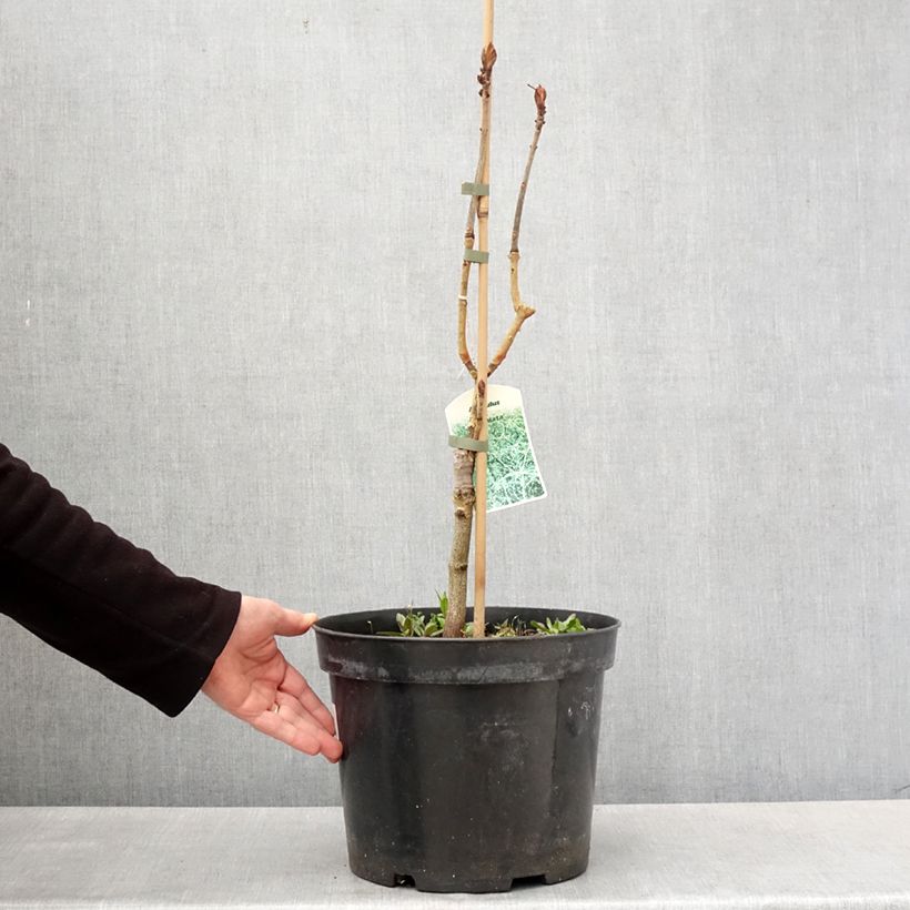 Exemplar von Gewöhnliche Rosskastanie Laciniata - Aesculus hippocastanum Topf mit 7,5L/10LGelieferte Höhe ca. 80/100cm wie im Frühjahr geliefert