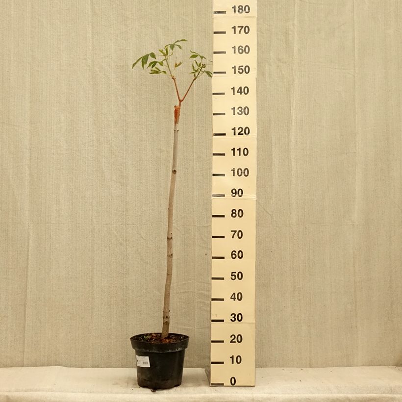 Exemplar von Gelbrote Pavie Koehnei - Aesculus pavia Humilis Topf mit 7,5L/10LGelieferte Höhe ca. 60/80cm wie im Sommer geliefert