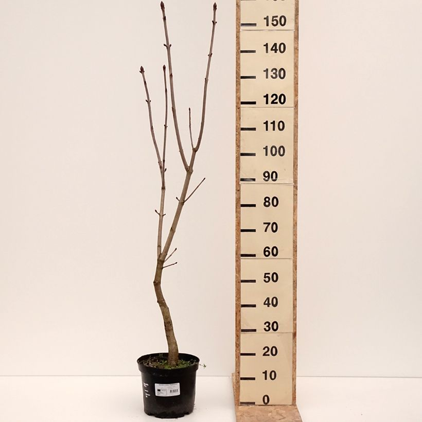 Exemplar von Aesculus x carnea Plantierensis - Fleischrote Rosskastanie Topf mit 7,5L/10LGelieferte Höhe ca. 160/180cm wie im Winter geliefert