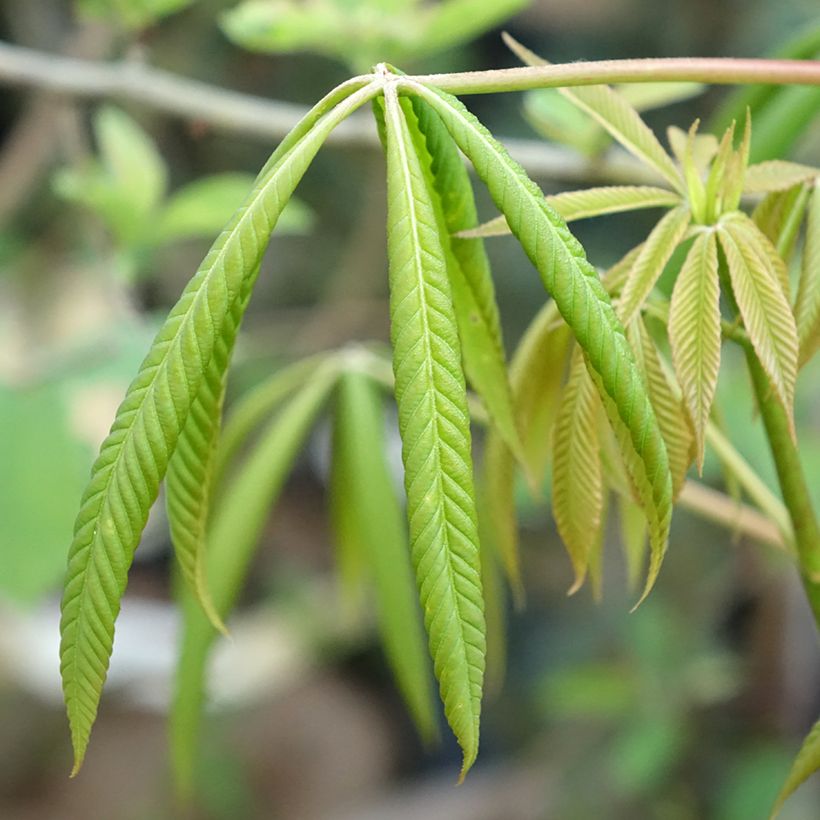 Aesculus glaucescens - Rosskastanie (Laub)