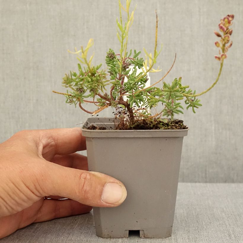 Exemplar von Aethionema armenum Warley Ruber - Steintäschel Kleine Töpfe von 8/9 cm wie im Sommer geliefert