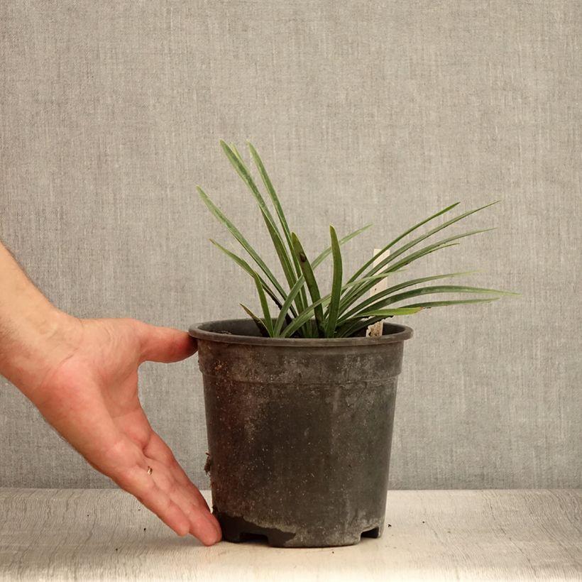 Exemplar von Agapanthus Back in Black - Schmucklilie Topf mit 2L/3L wie im Sommer geliefert