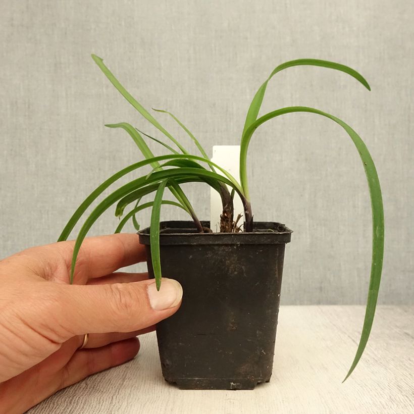 Exemplar von Agapanthus Black Buddhist - Schmucklilie Kleine Töpfe von 8/9 cm wie im Sommer geliefert