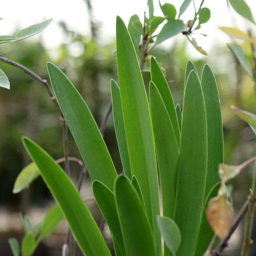 Agapanthus Black Buddhist - Schmucklilie (Laub)