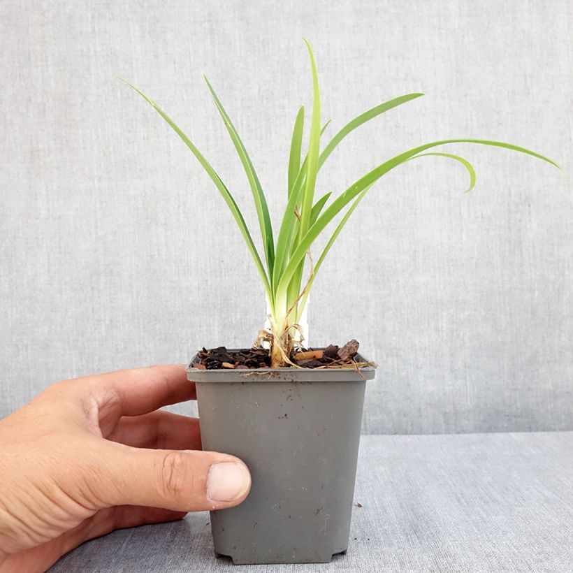 Exemplar von Agapanthus campanulatus var albidus - Schmucklilie Kleine Töpfe von 8/9 cm wie im Sommer geliefert