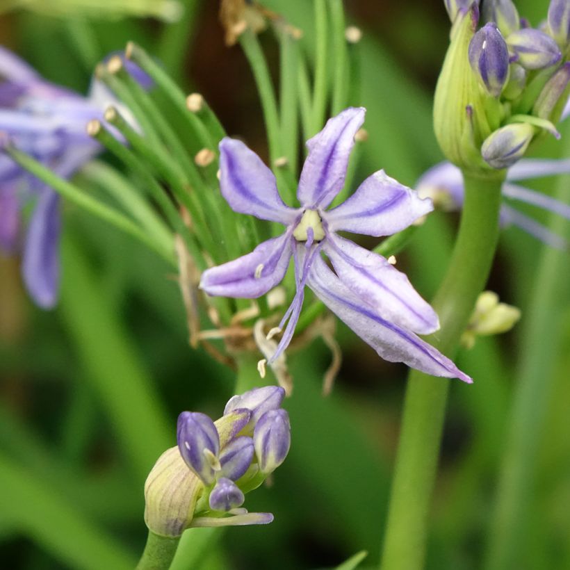 Agapanthus Charlotte - Schmucklilie (Blüte)