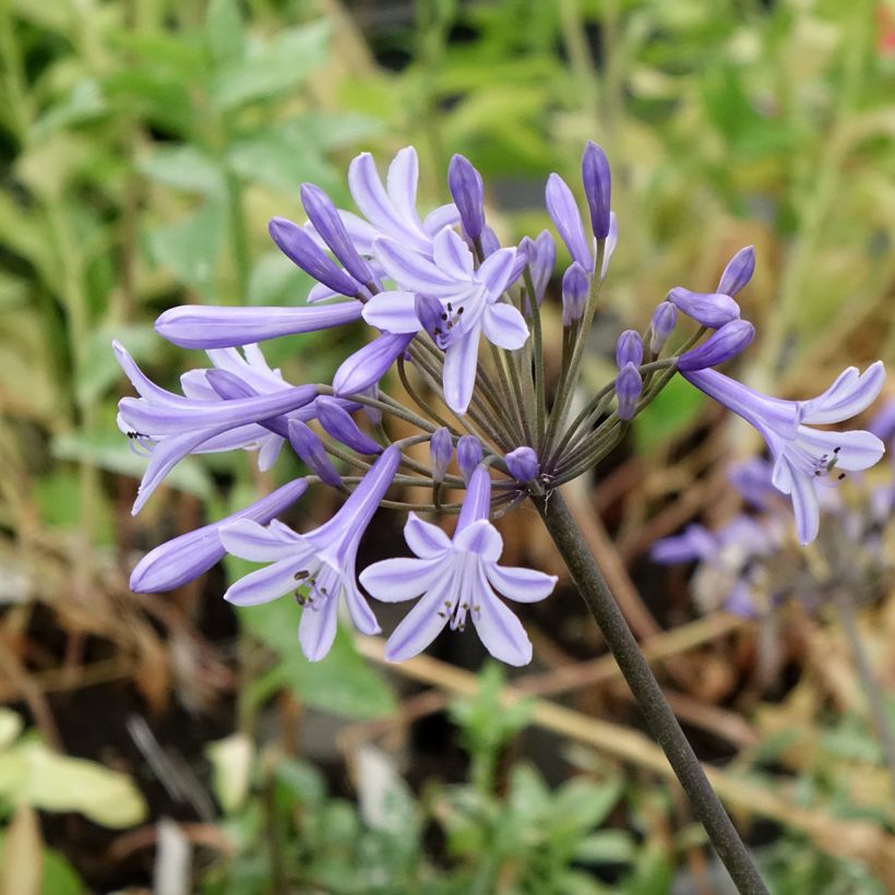 Agapanthus Hybride Headbourne Blue - Schmucklilie (Blüte)