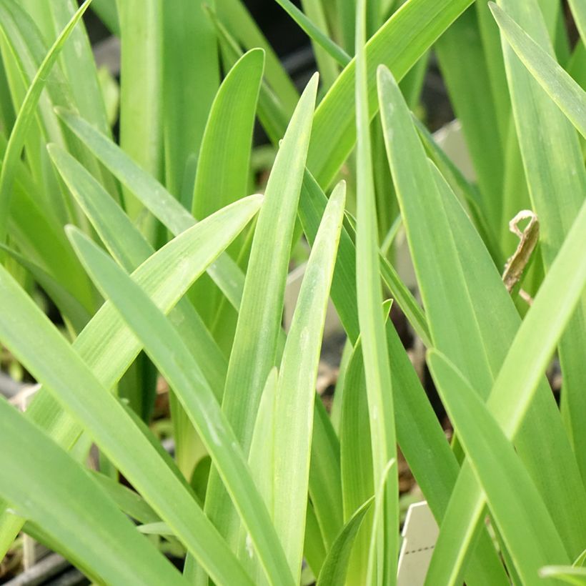 Agapanthus inapertus Intermedius - Schmucklilie (Laub)