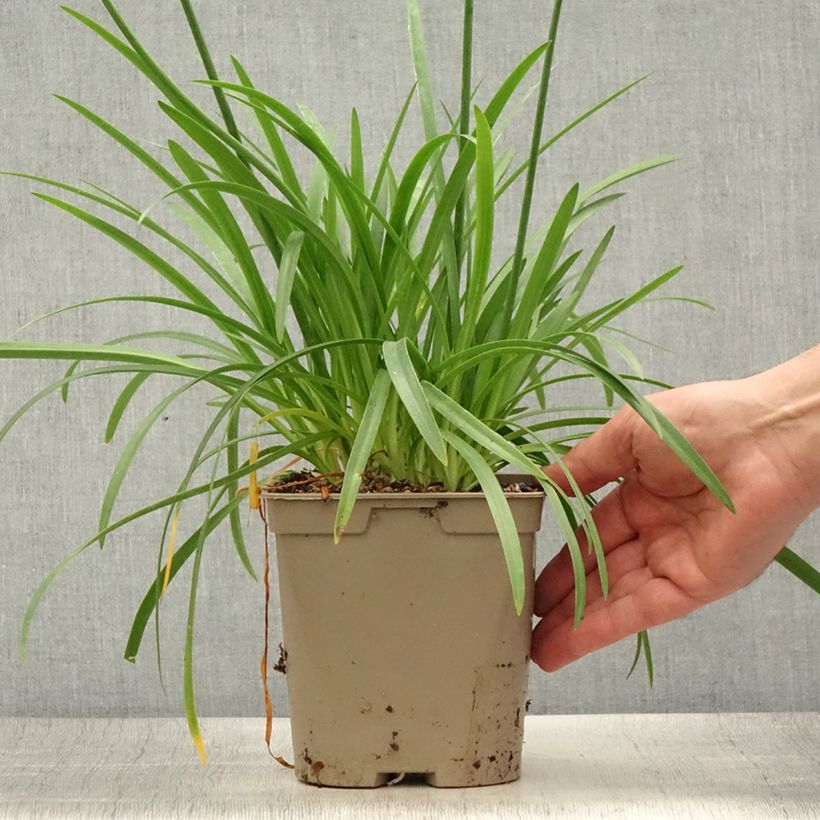 Exemplar von Agapanthus Lapis Lazuli - Schmucklilie Topf mit 2L/3L wie im Sommer geliefert