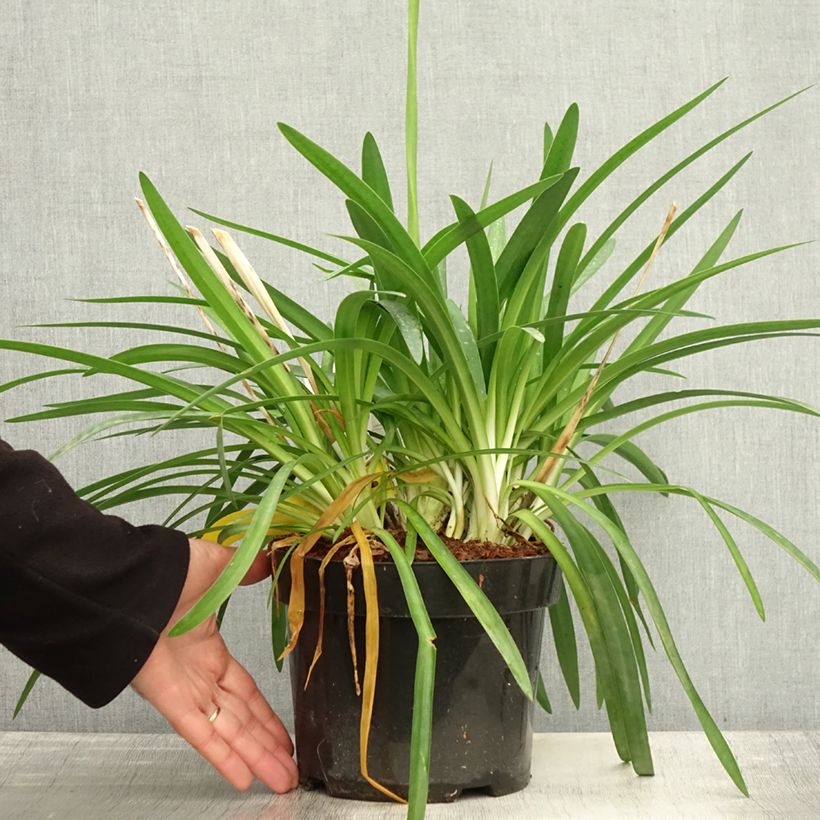 Exemplar von Agapanthus Mi Casa - Schmucklilie Topf mit 3L/4L wie im Herbst geliefert