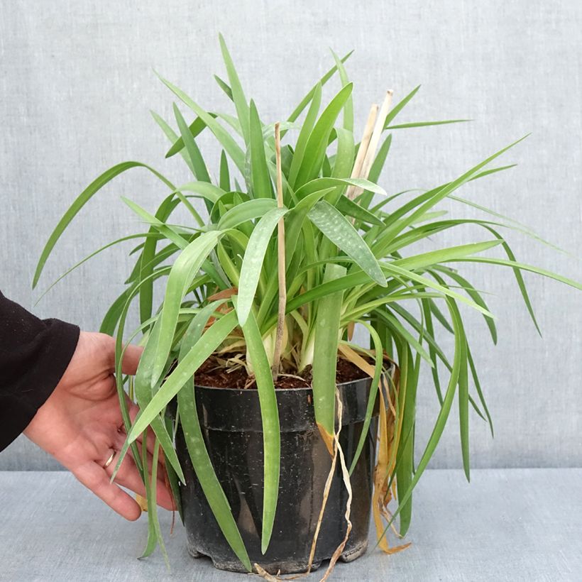 Exemplar von Agapanthus Mi Casa - Schmucklilie Topf mit 3L/4L wie im Frühjahr geliefert