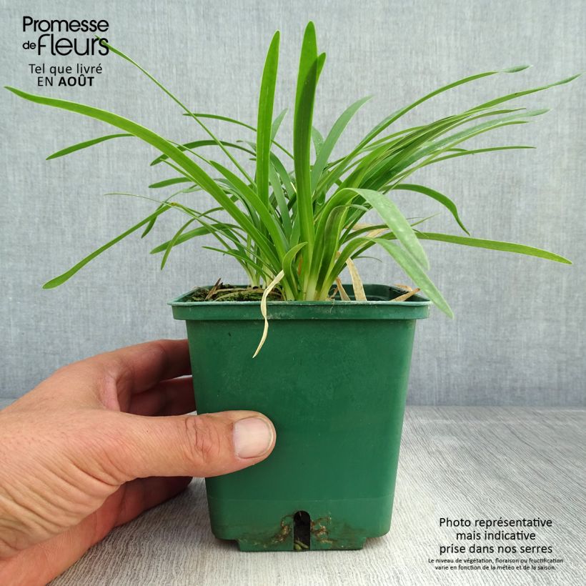 Exemplar von Agapanthus Peter Pan - Schmucklilie Topf mit 1L/1,5L wie im Sommer geliefert