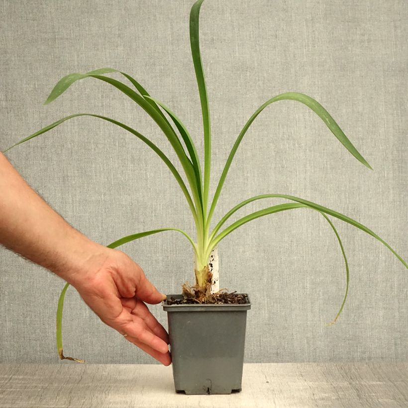 Exemplar von Agapanthus Phantom - Schmucklilie Topf mit 1L/1,5L wie im Sommer geliefert